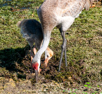 Sandhill Crane