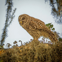 Barred Owl