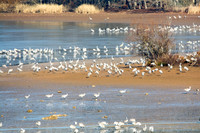 Sandhill Crane