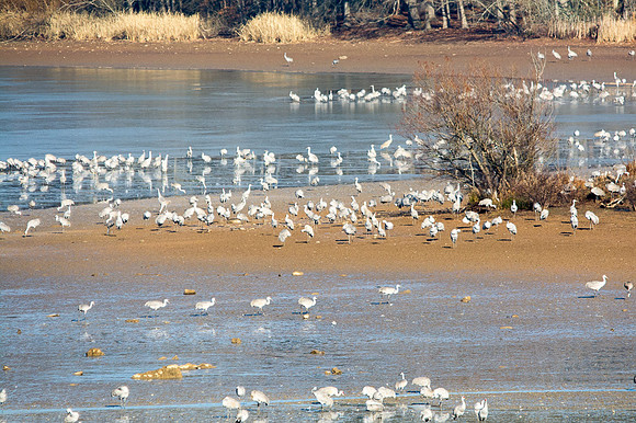 Sandhill Crane