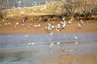 Sandhill Crane