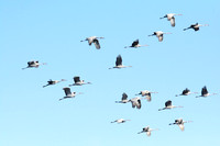 Sandhill Crane