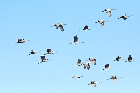 Sandhill Crane