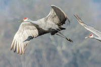 Sandhill Crane
