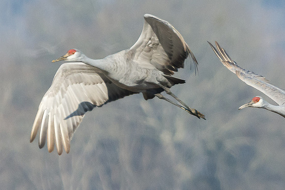 Sandhill Crane