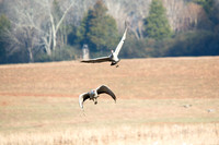 Sandhill Crane