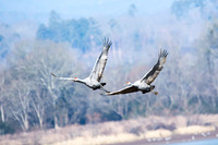 Sandhill Crane