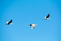 Sandhill Crane