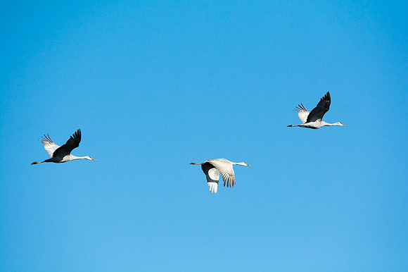 Sandhill Crane