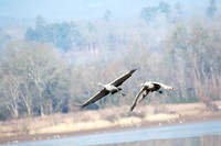 Sandhill Crane