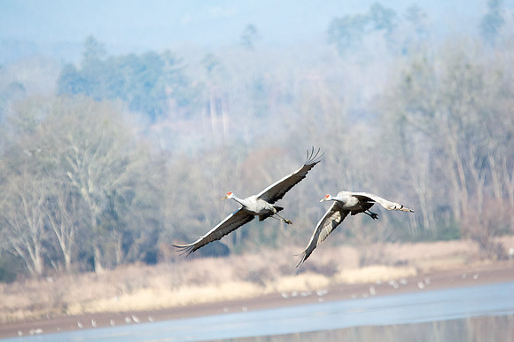 Sandhill Crane