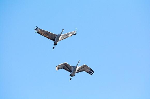 Sandhill Crane