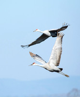 Sandhill Crane