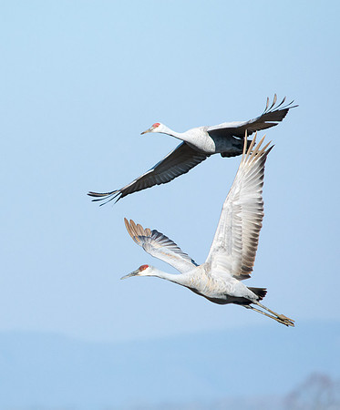 Sandhill Crane