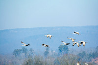 Sandhill Crane