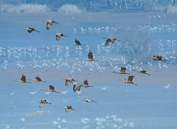 Sandhill Crane