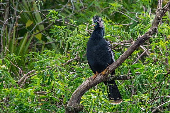 Anhinga