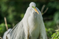 Great Egret