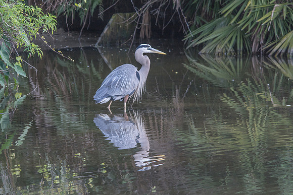 Great Blue Heron