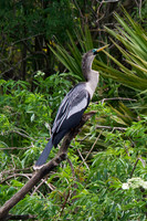 Anhinga