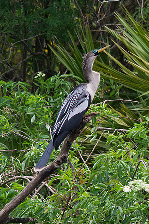 Anhinga