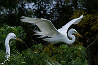 Great Egret