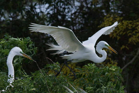 Great Egret