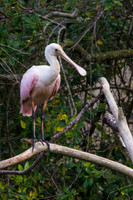 Roseate Spoonbill
