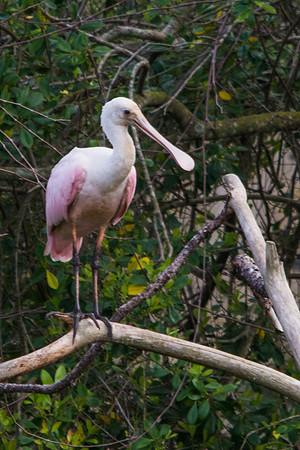Roseate Spoonbill