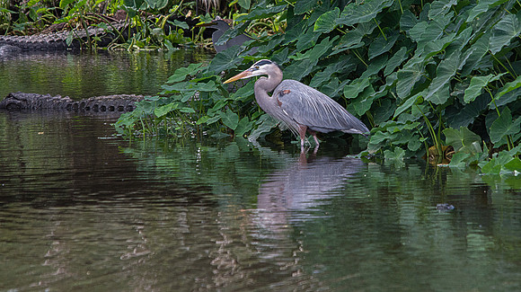Great Blue Heron