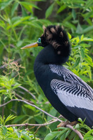 Anhinga