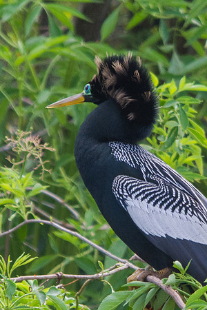 Anhinga