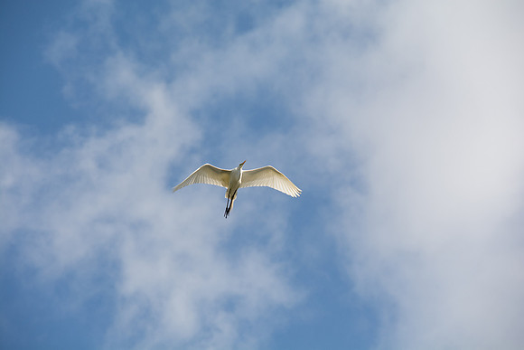 Great Egret