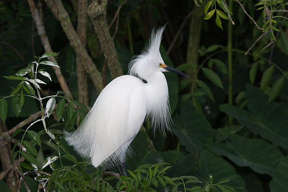 Snowy Egret