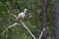 Roseate Spoonbill