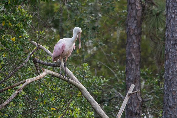 Roseate Spoonbill