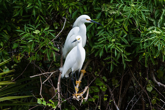 Snowy Egret