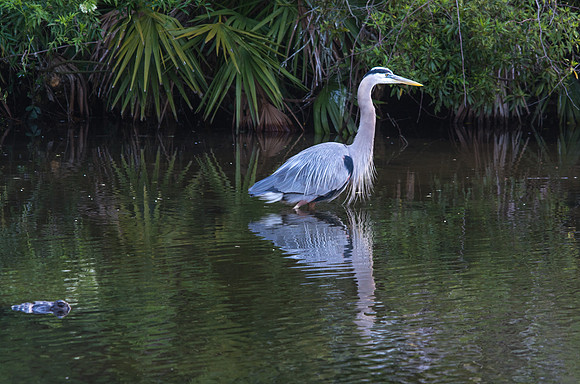 Great Blue Heron