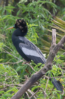 Anhinga