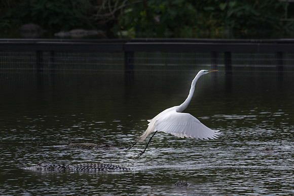 Great Egret