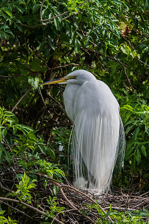 Great Egret
