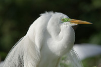 Great Egret