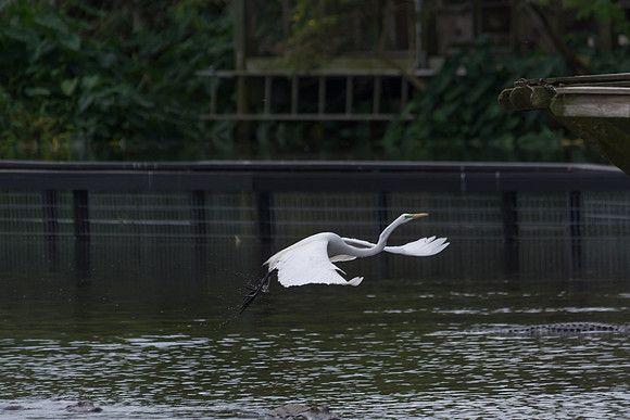 Great Egret