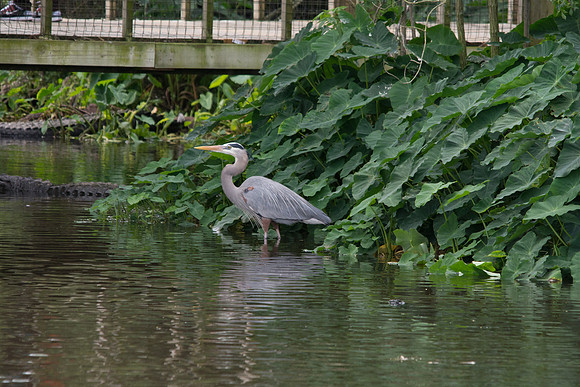 Great Blue Heron