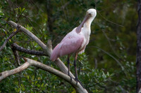 Roseate Spoonbill