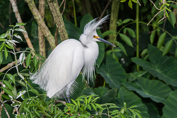 Snowy Egret