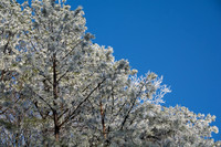 Cherohala Skyway