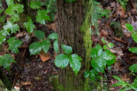 _DSC0264