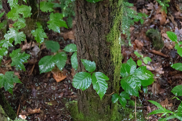 _DSC0264