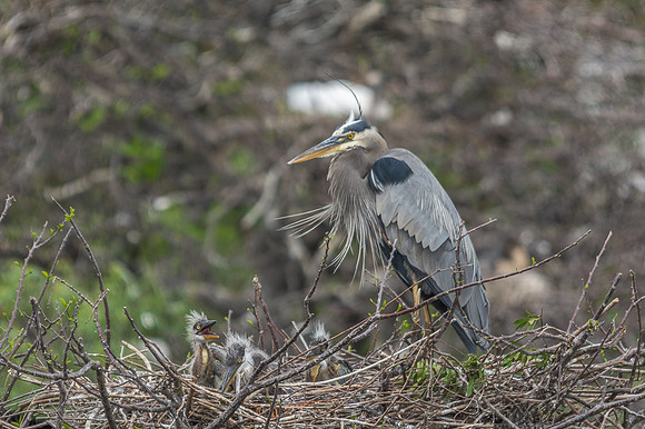 Great Blue Heron